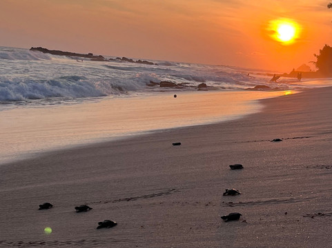 Ceylon Tours Banuka-美蕊沙必去景点