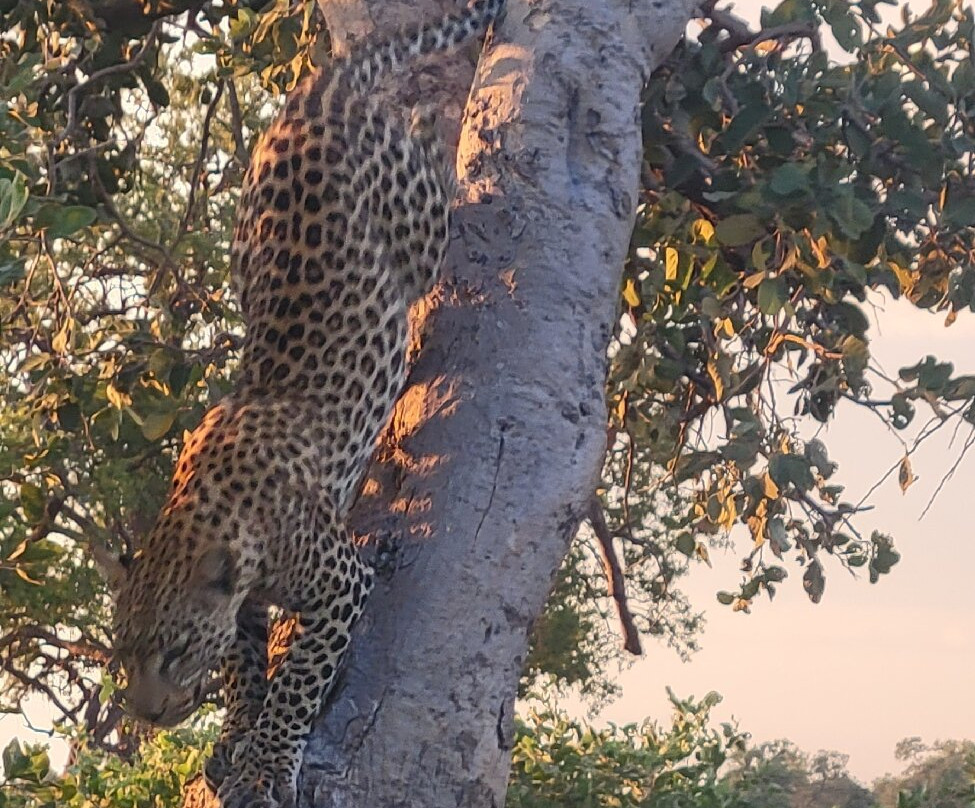 The African Wild景点图片