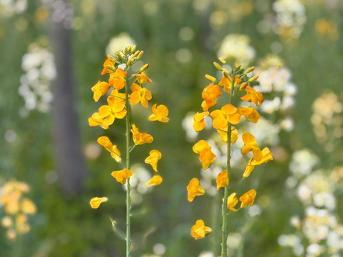 顾村公园 -上海市必去景点