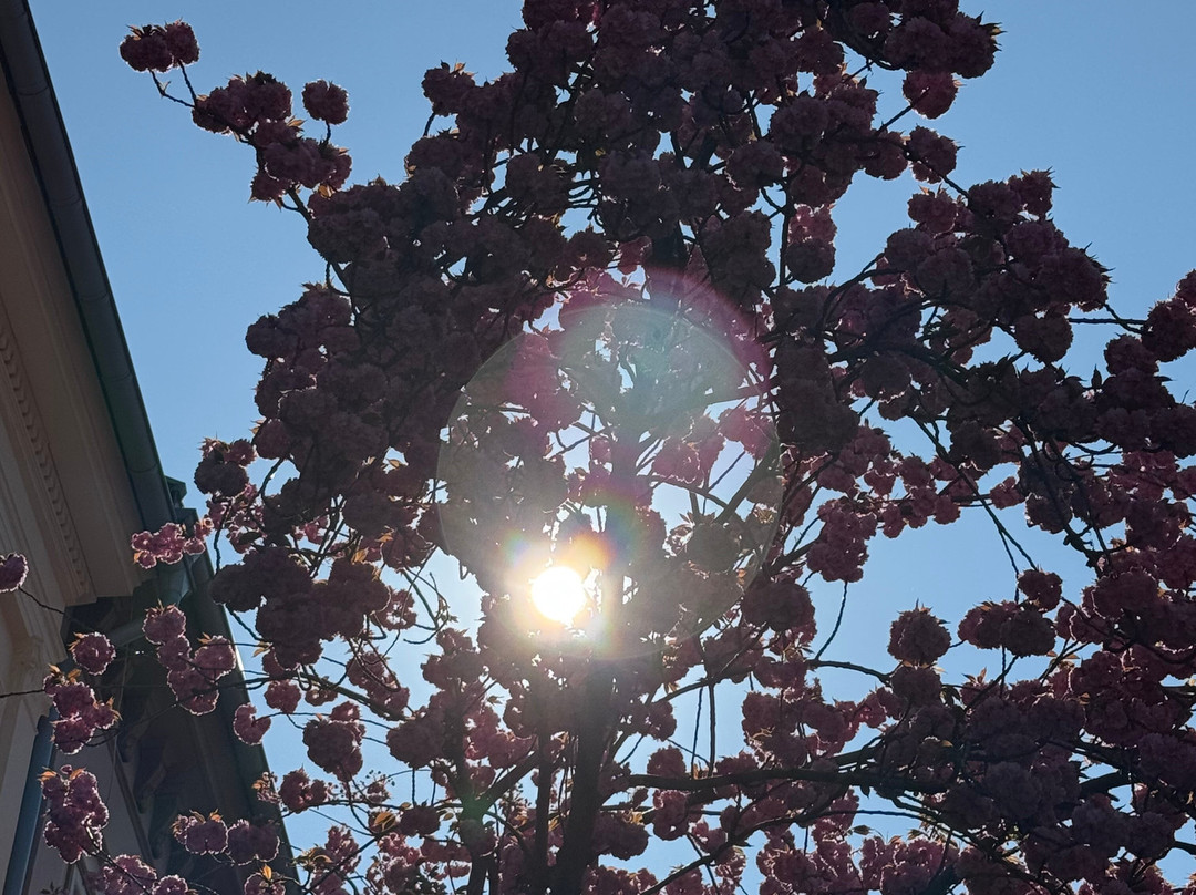 Cherry Blossom-波恩必去景点