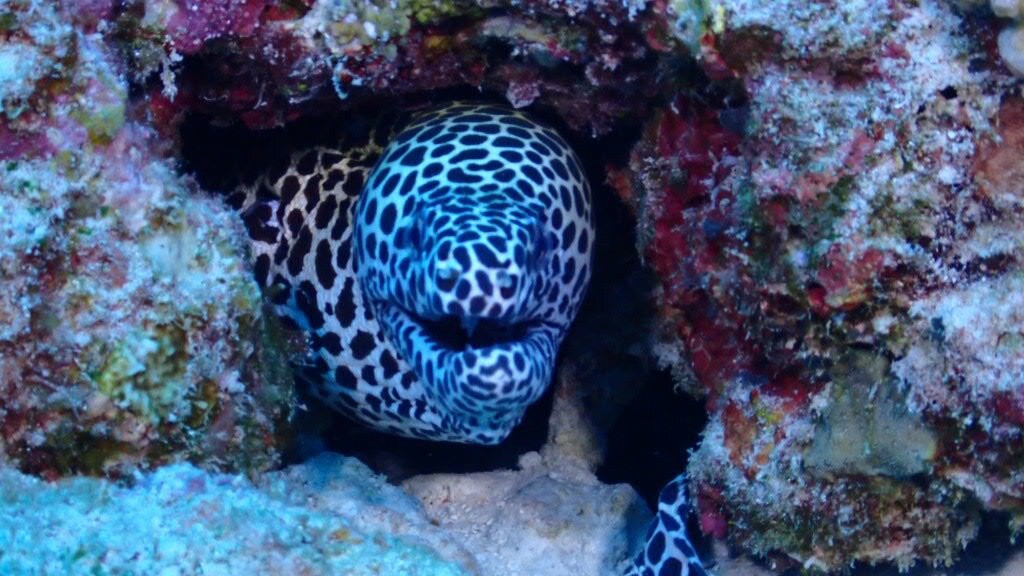 Euro-Divers Club Med Finolhu Villas-马累必去景点