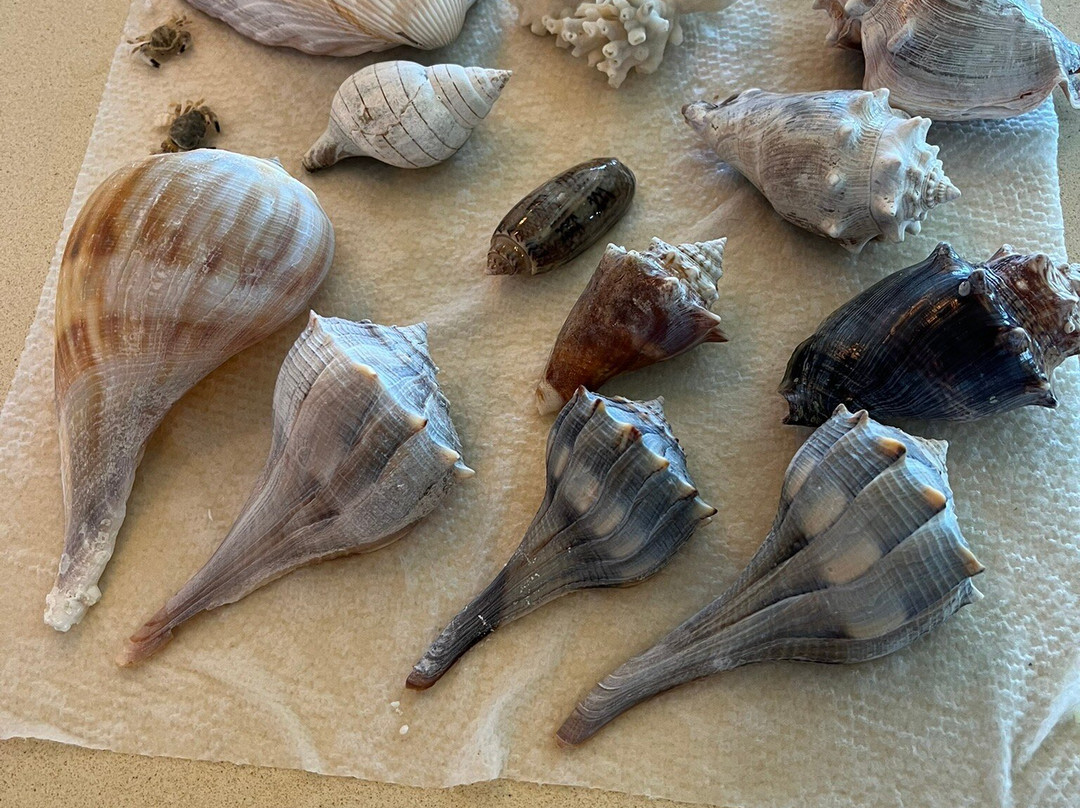 Anna Maria Island Dolphin Tours-Anna Maria必去景点