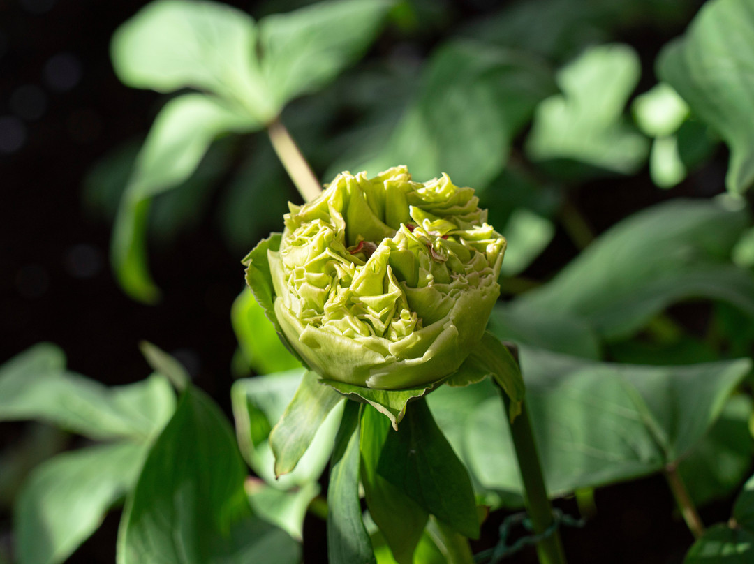 Ueno Toshogu Botanen-Uenokoen必去景点