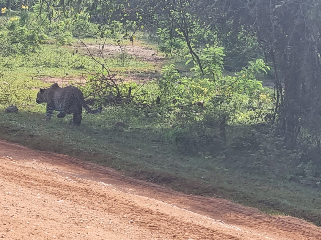 Nimsara Yala Safari景点图片