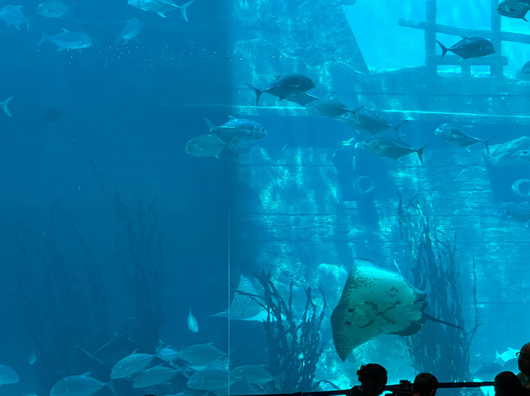 Cebu Ocean Park景点图片