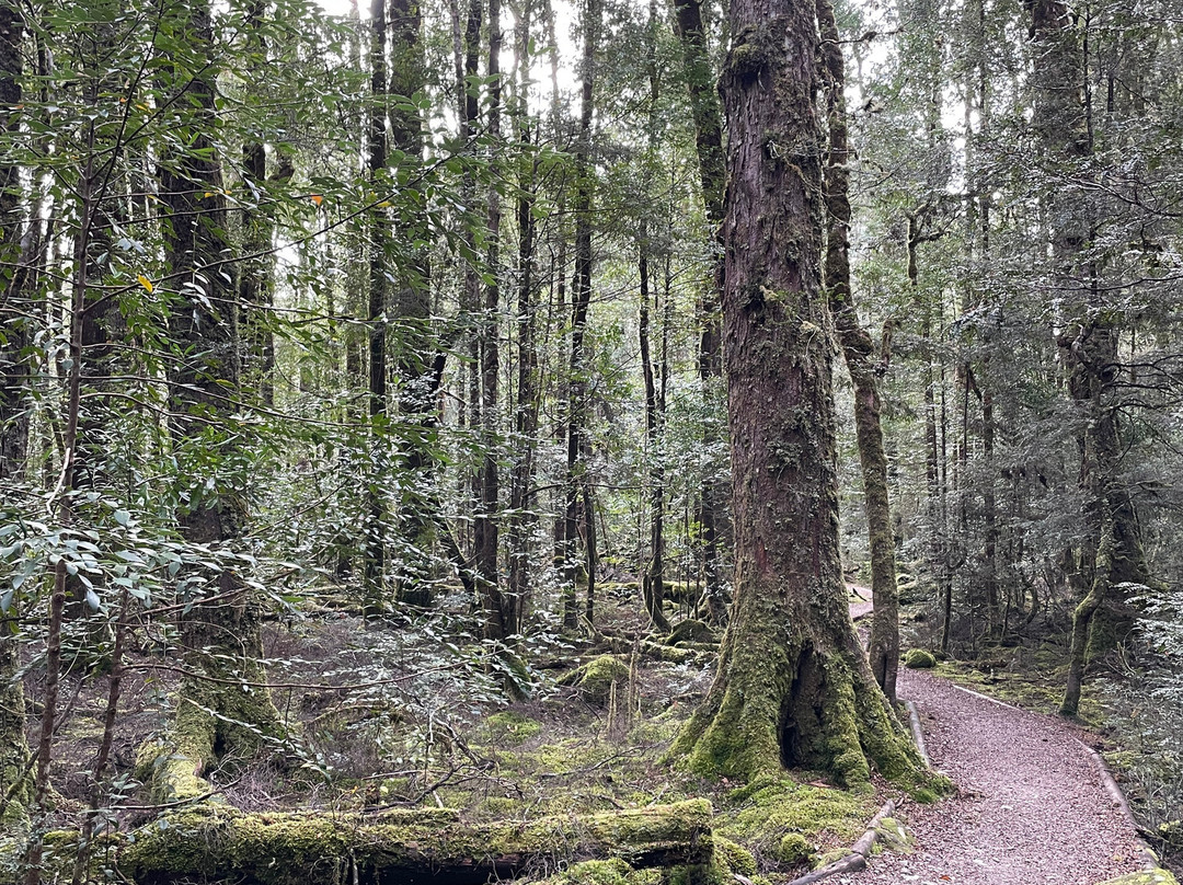 Franklin River Nature Trail景点图片