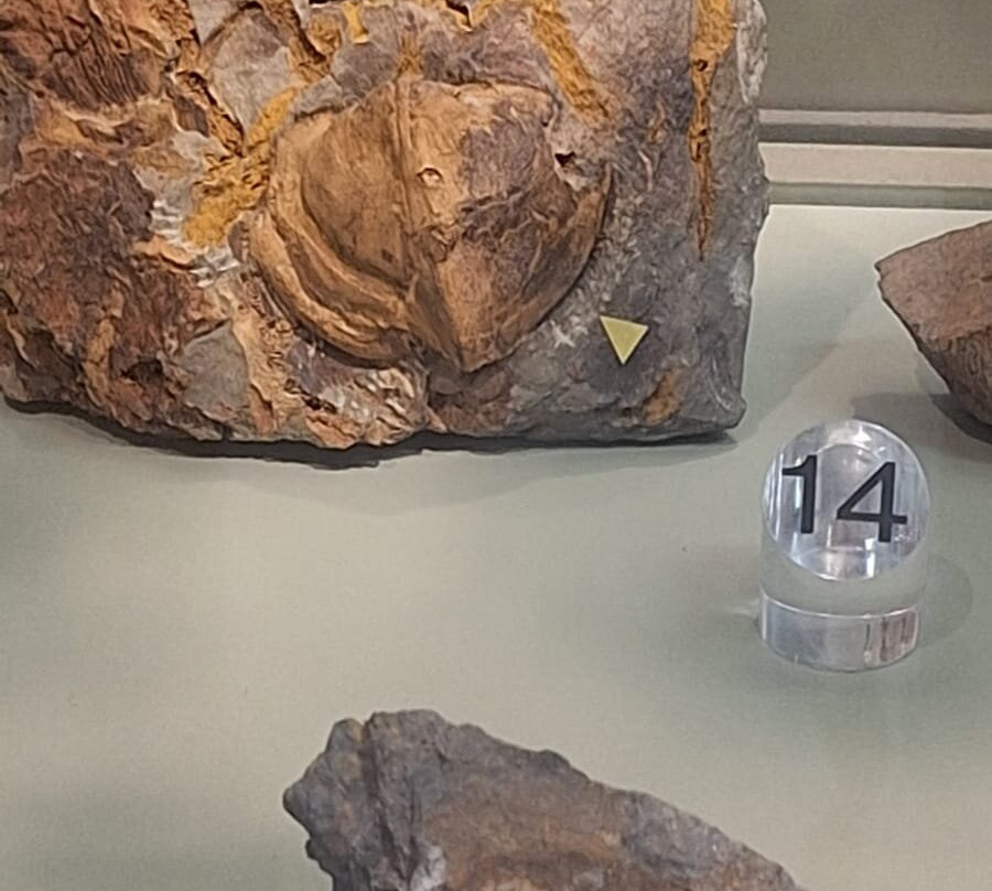 Museo Dei Paleoambienti Sulcitani-Carbonia必去景点