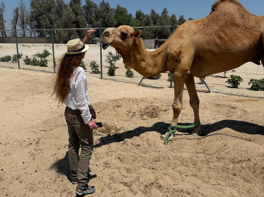 Royal Camel Farm-麦纳麦必去景点