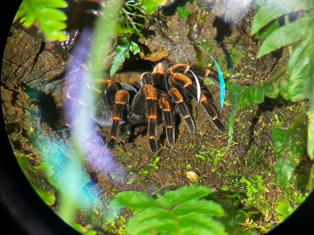 Reserva Bosque Nuboso Santa Elena-蒙特沃德必去景点