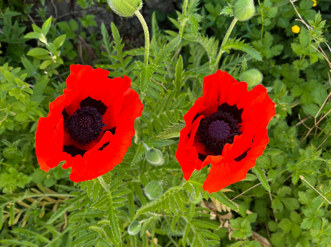 Porth Tocyn Hotel主图