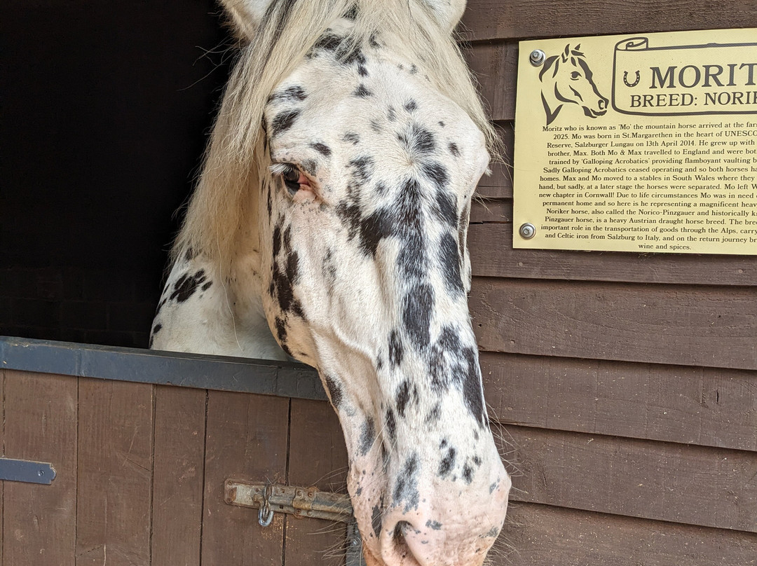 Dorset Heavy Horse Farm Park景点图片