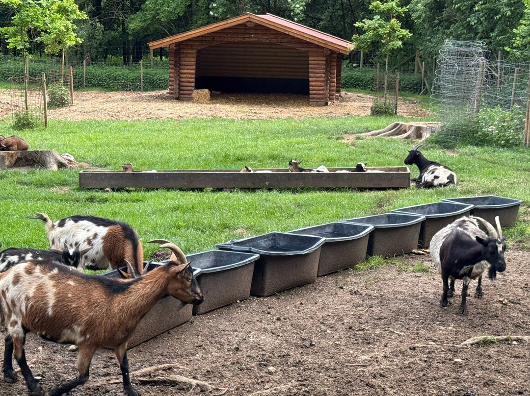 Wildpark Poing景点图片