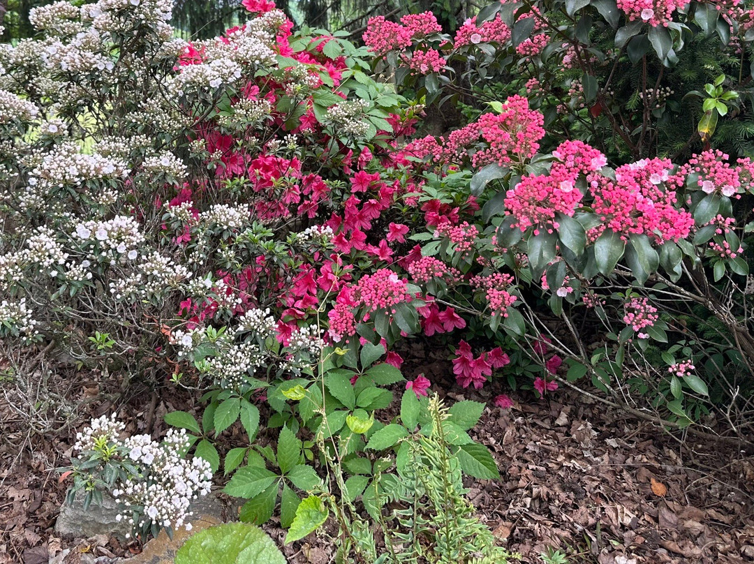 Hamilton Rhododendron Gardens-Hiawassee必去景点