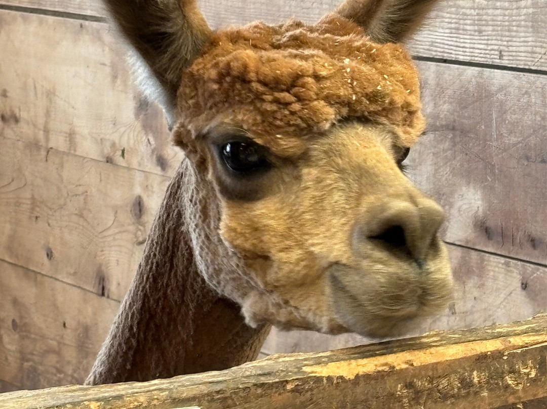 Cedar Ridge Ranch-卡本代尔必去景点