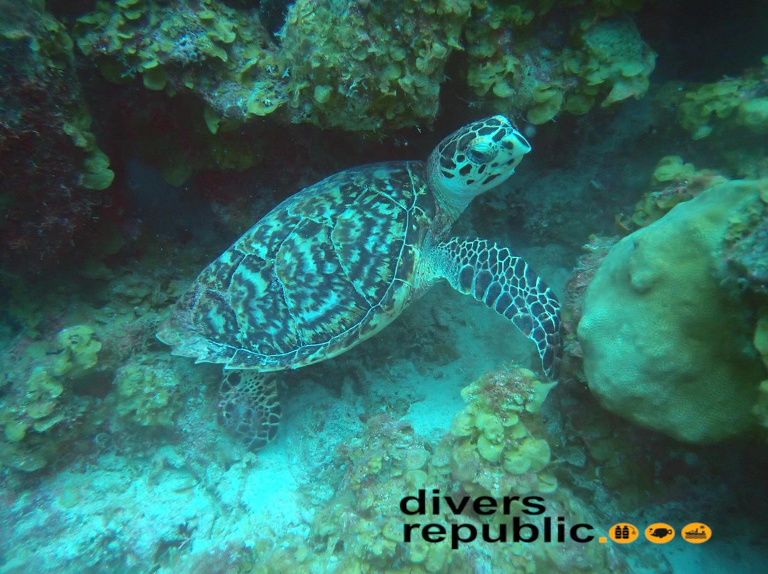 Divers Republic-Sint Willibrordus必去景点