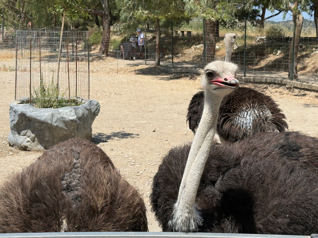 Farma of Rhodes Petting Zoo景点图片