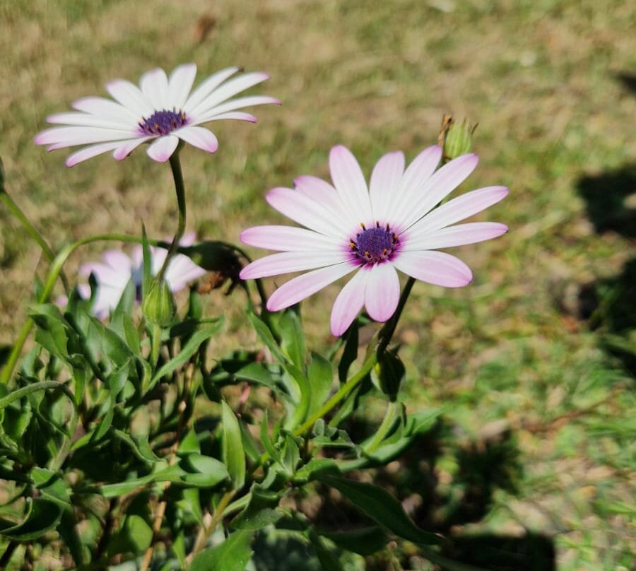 Onaya Peru Travel & Healing