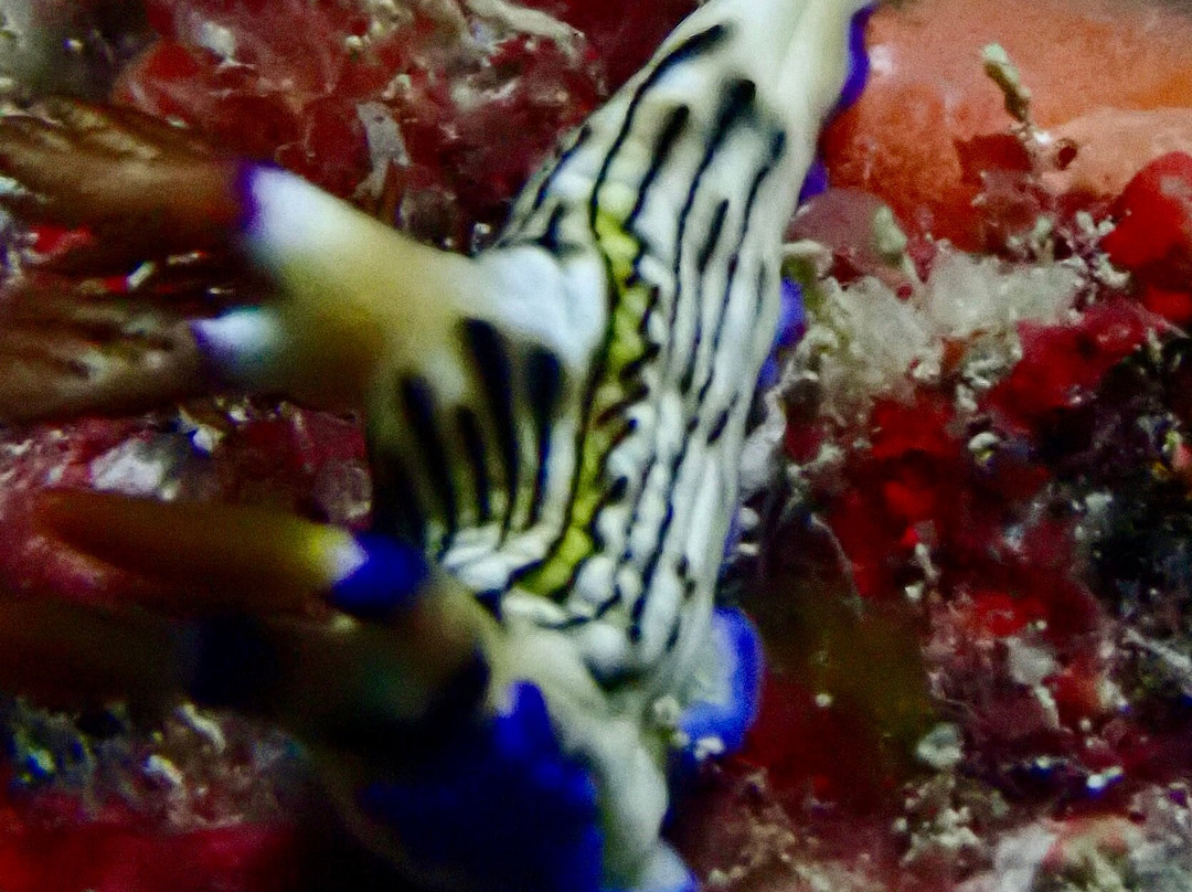 Crystal Diving Centre-贝尔马尔必去景点