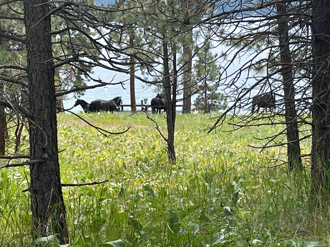Boat Rentals and Rides on Flathead Lake-Big Arm必去景点