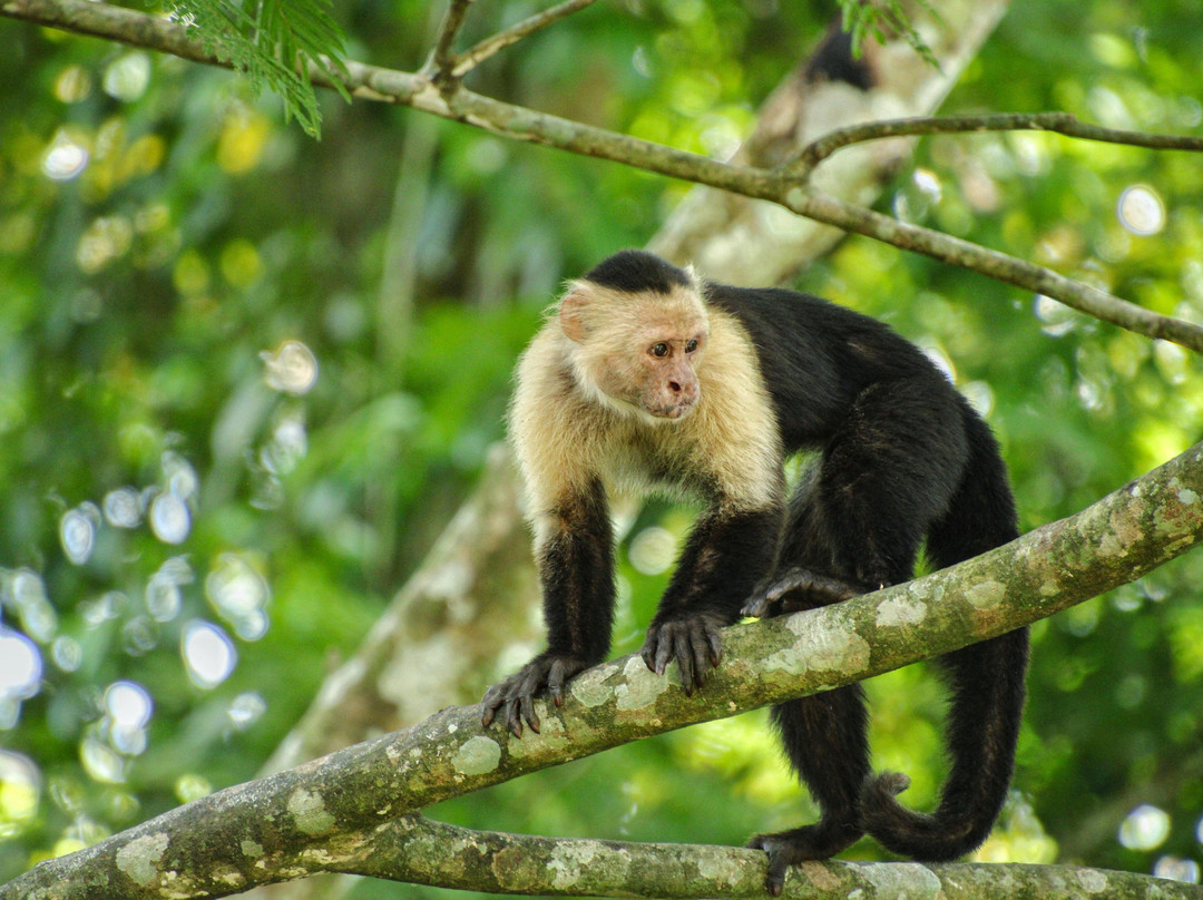 Monkey Park La Fortuna-La Fortuna必去景点