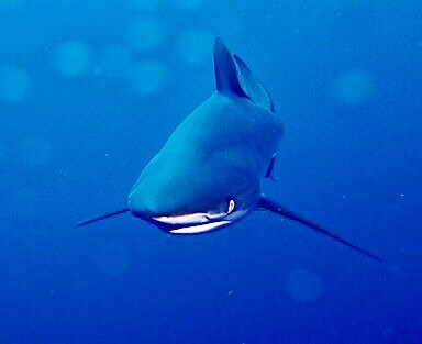 Calypso Dive Charters-Riviera Beach必去景点