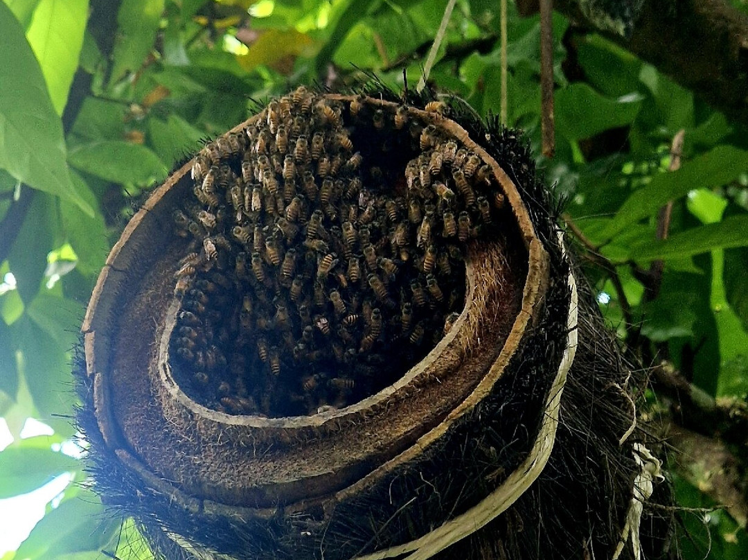 Honeybee Farm & Luwak Coffee Agrotourism-登安南必去景点