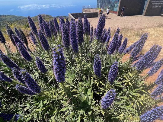 Martin Freitas Taxi Driver-沙尔必去景点