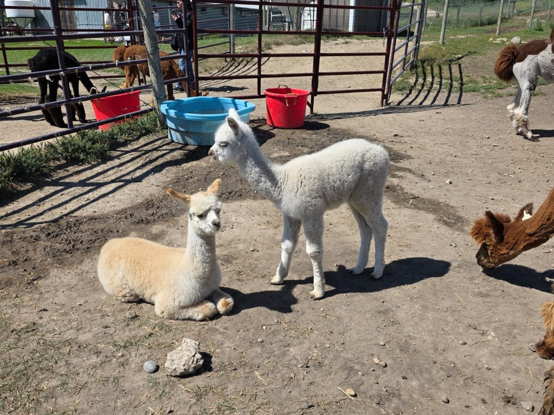 Kirks Alpaca Farm-Torrington必去景点