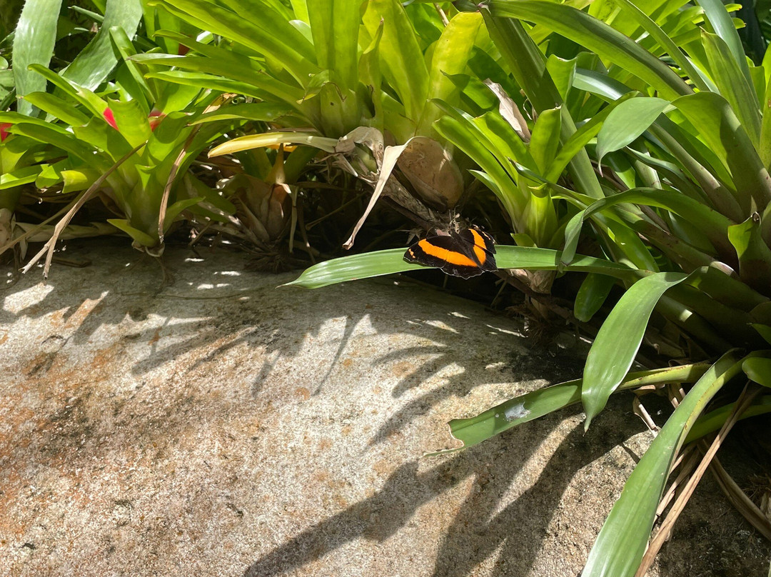 Australian Butterfly Sanctuary-库兰达必去景点