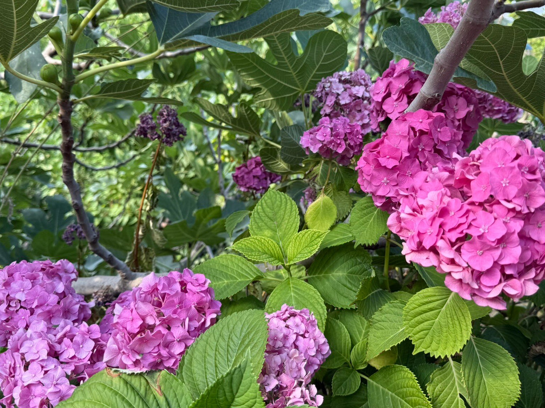 Guesthouse Archontiko主图