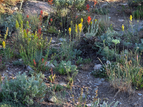 Shoshone Rose Casino & Hotel主图