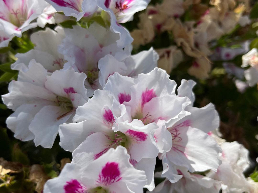 Vagia Mare Hotel主图