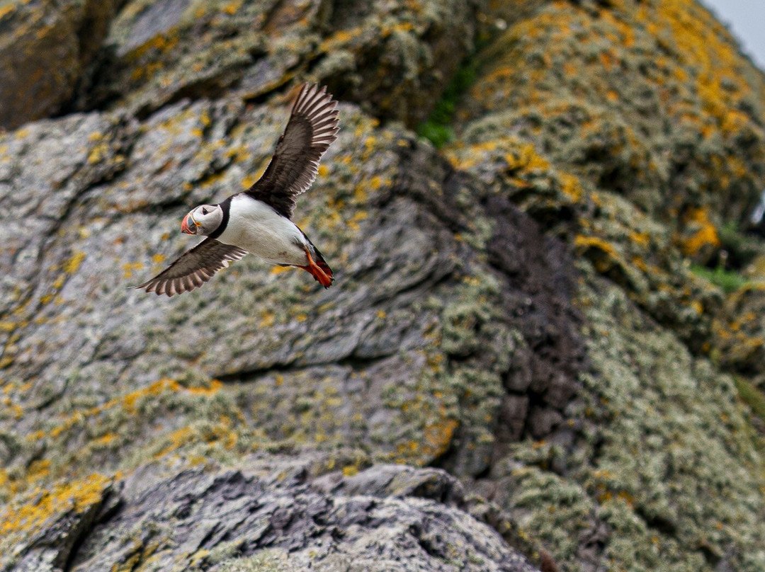 Skellig Falcon-Ballinskelligs必去景点