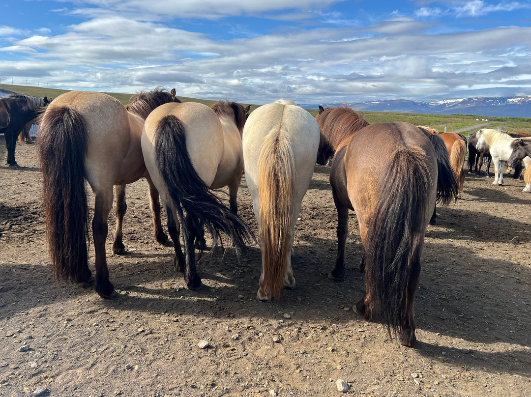 Riding Iceland ehf-胡萨维克必去景点