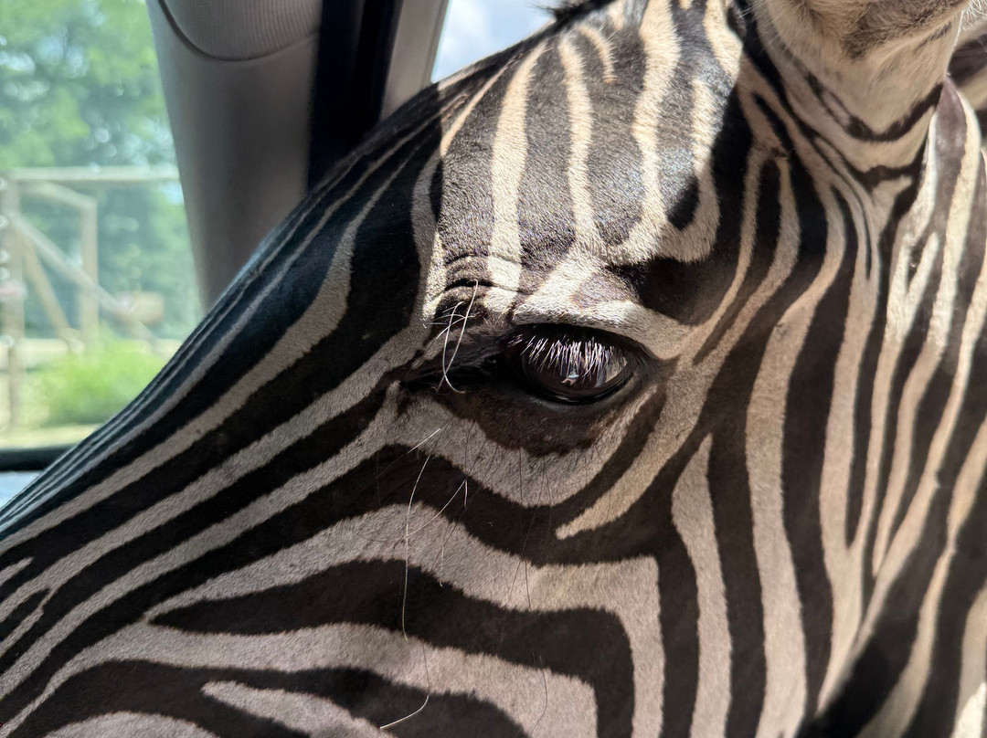 Briarwood Ranch Safari Park-莫利斯敦必去景点