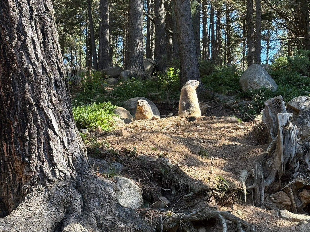 Parc animalier des Angles-Les Angles必去景点