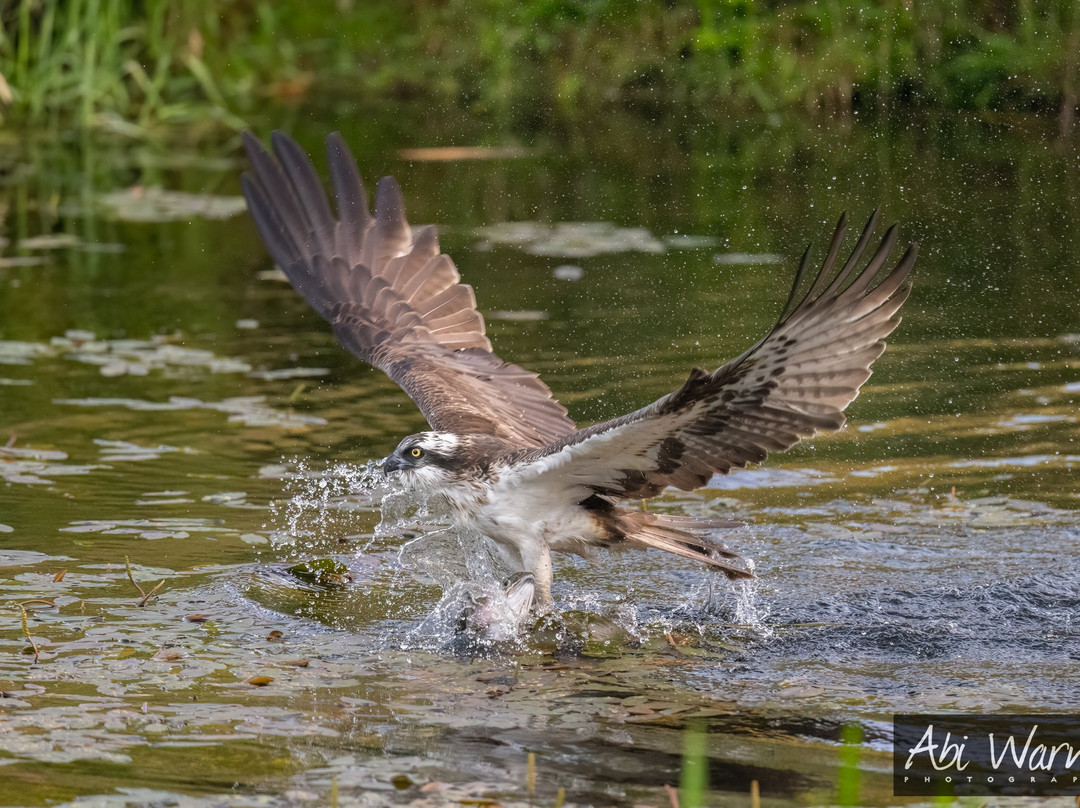 Trossachs Osprey Hide-卡兰德必去景点