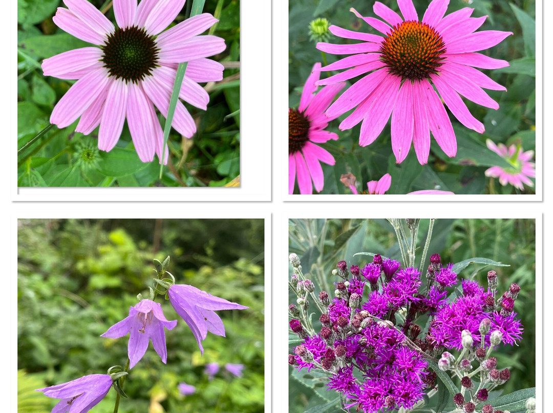 Volo Bog State Natural Area-Ingleside必去景点