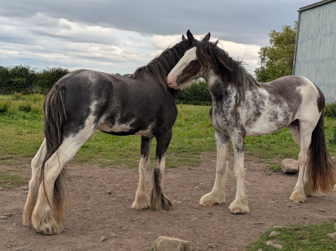 Hay Farm Heavy Horse Centre-特威德河畔贝里克必去景点