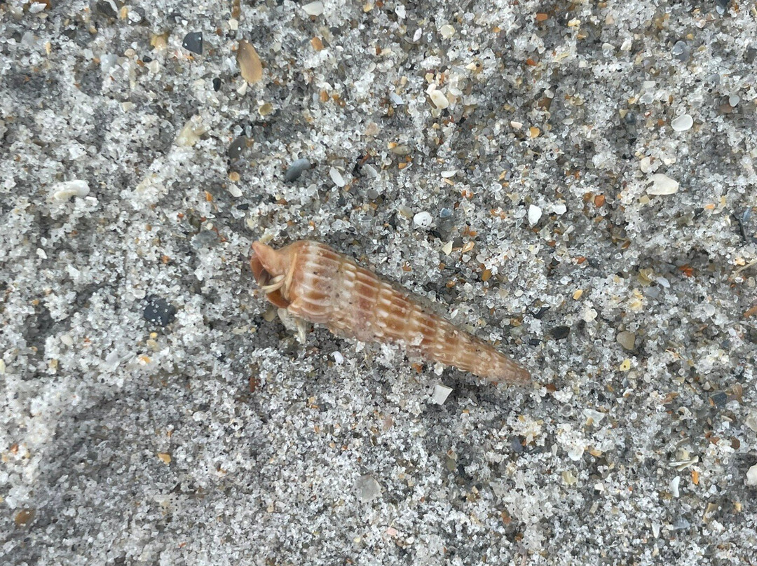 Tuck’S Water Shuttle-Topsail Beach必去景点