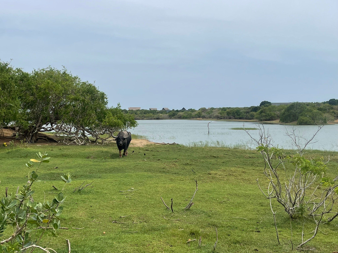 Cinnamon Hotels and Resorts-Yala必去景点