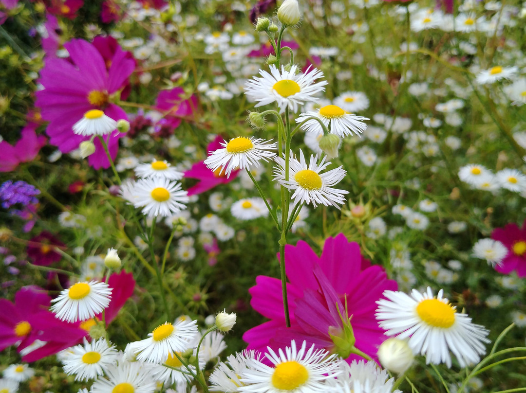East Ruston Old Vicarage Garden-诺威奇必去景点