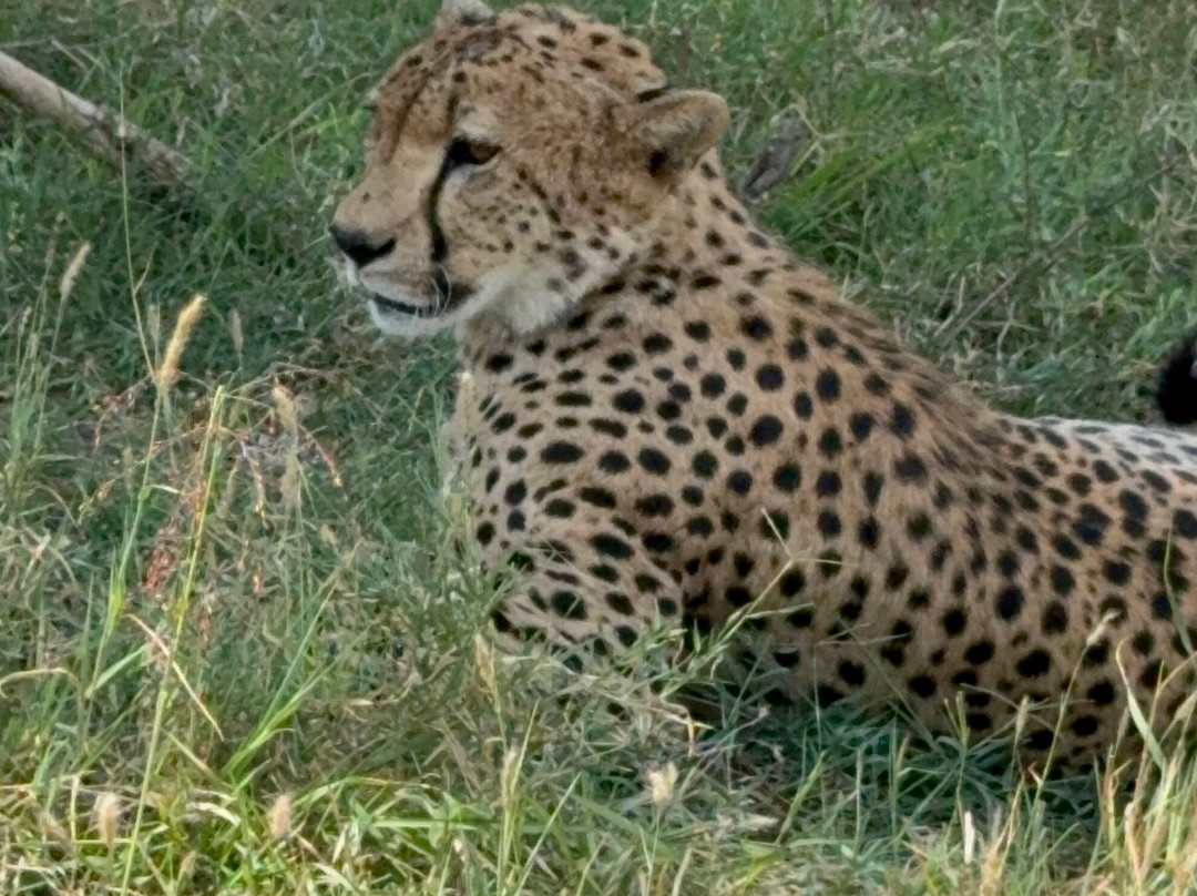 Priva Safaris and Adventures-姆万扎必去景点