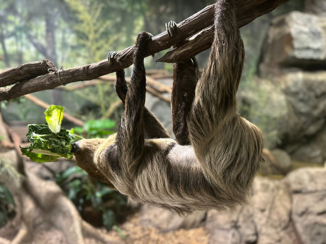 Rainforest Adventures-塞维尔维尔必去景点