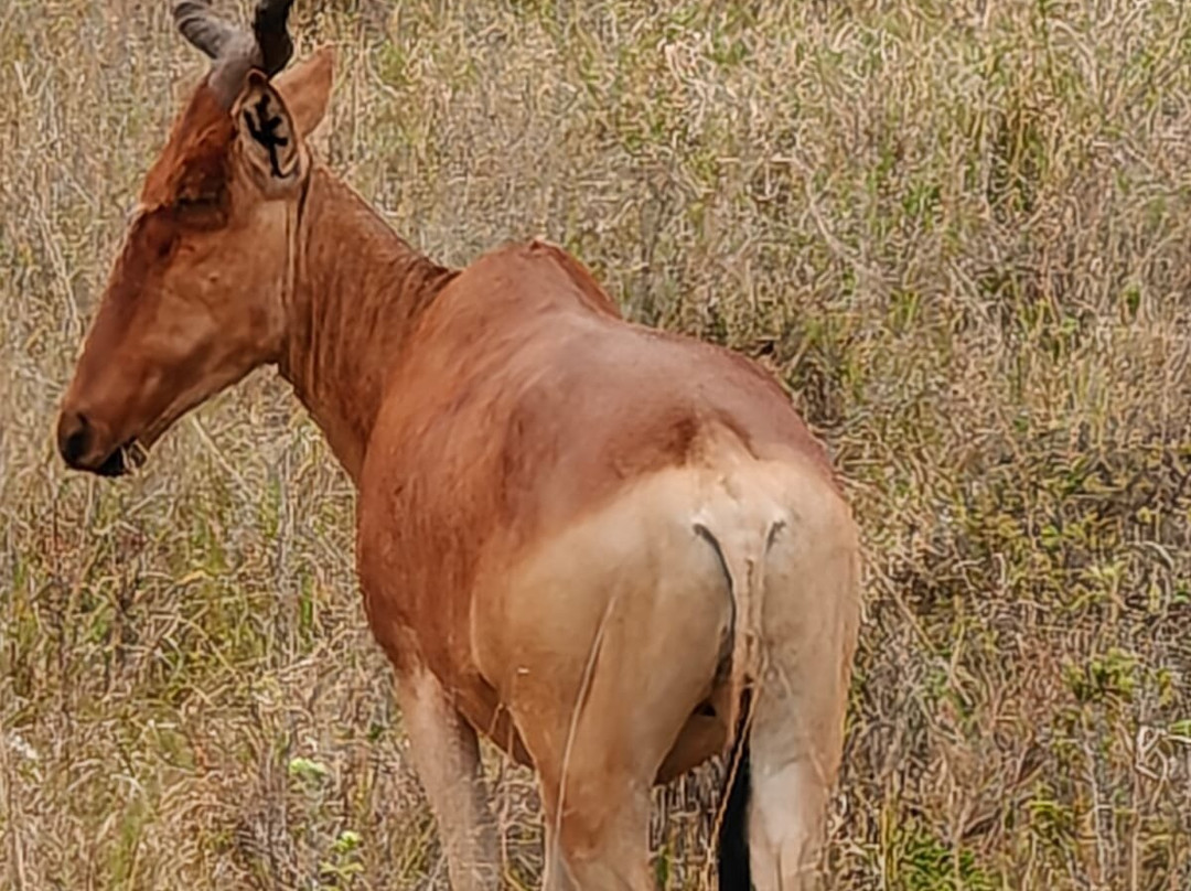 KingTomondo Safaris Kenya-蒙巴萨必去景点