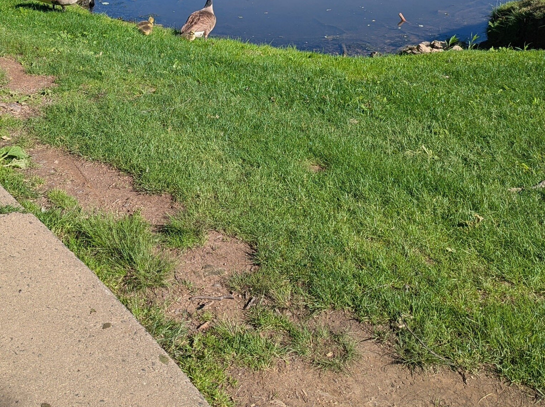 PineCrest Country Club - Golf Course-兰斯代尔必去景点