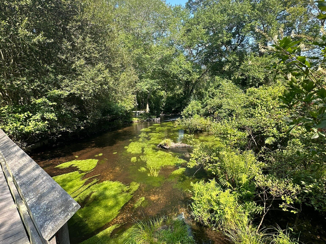 Connetquot River State Park Preserve-Bohemia必去景点