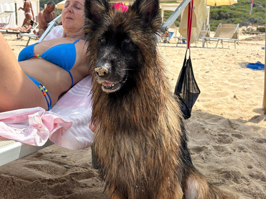 Lido Dog Beach-Aglientu必去景点