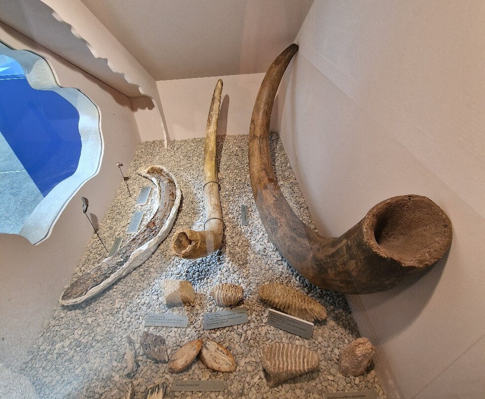 Südostbayerisches Naturkunde- und Mammut-Museum Siegsdorf-Siegsdorf必去景点