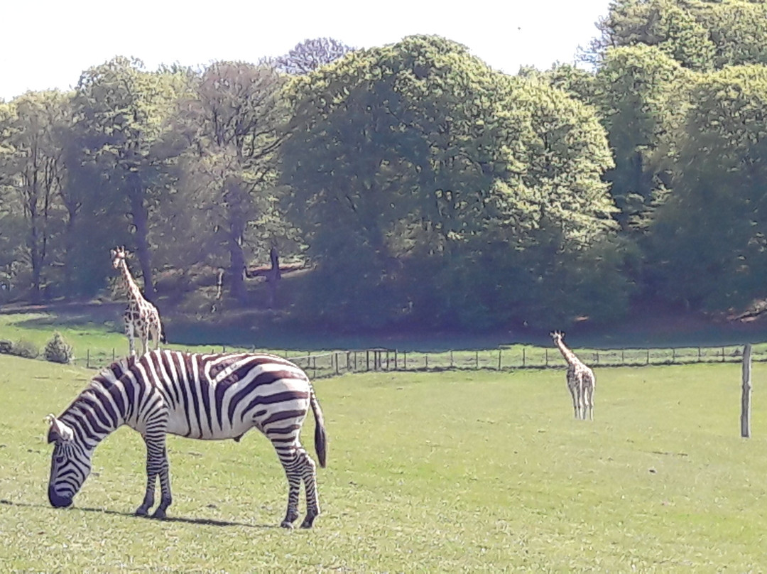 Longleat House-沃敏斯特必去景点